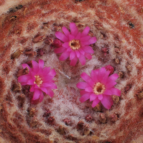 Файл:Melocactus conoideus 3.jpg