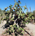 Nopalea cochenillifera