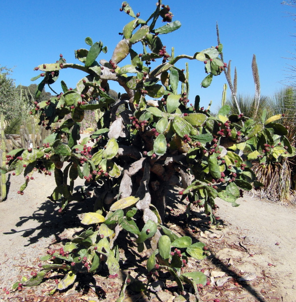 Файл:Nopalea cochenillifera 6.JPG