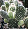 Opuntia microdasys
