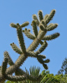 Cylindropuntia munzii