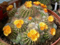 Parodia comarapana 5.jpg