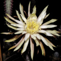 Peniocereus fosterianus var. nizandensis