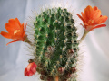 Rebutia deminuta kupperiana 2.jpg