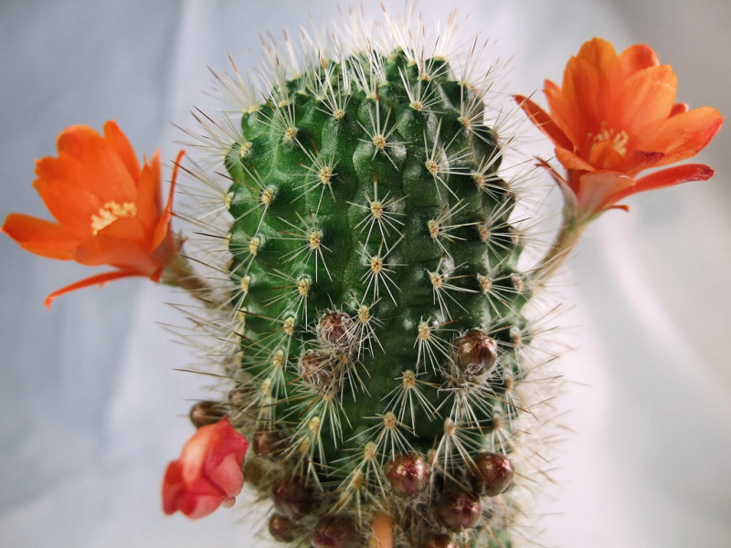 Файл:Rebutia deminuta kupperiana 2.jpg