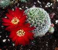 Rebutia vasqueziana alba