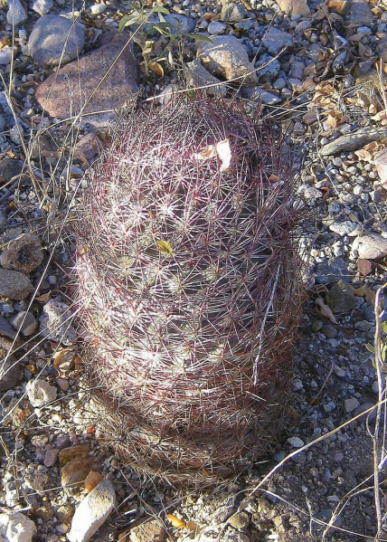 Файл:Sclerocactus erectocentrus 3.jpg