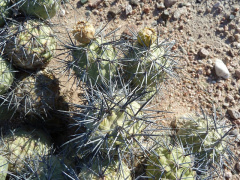 Tephrocactus alexanderi 143.JPG