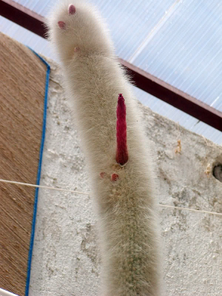 Файл:Cleistocactus strausii 1.jpg