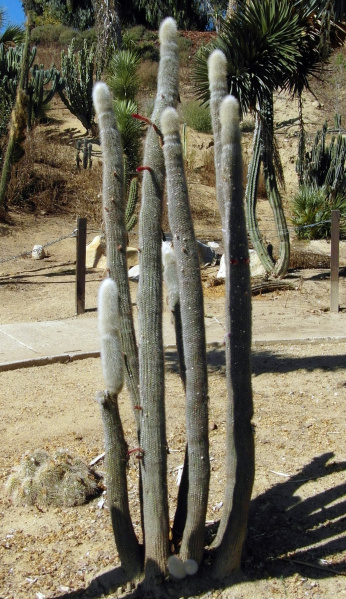 Файл:Cleistocactus strausii 2.JPG