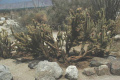 Cylindropuntia wolfii 1904.jpeg