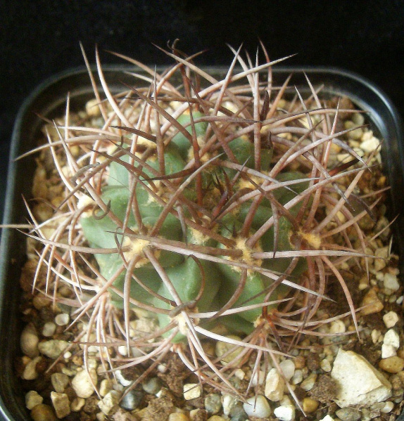 Файл:Denmoza rhodacantha KP 063.jpg