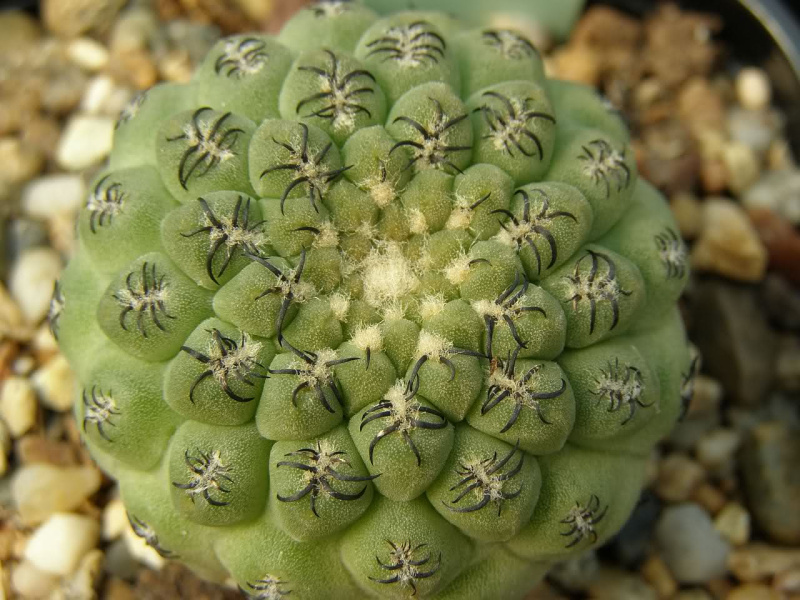 Файл:Eriosyce napina.jpg