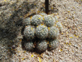 Mammillaria boolii 5.jpg