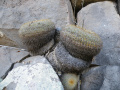 Mammillaria muehlenpfordtii 05.jpg