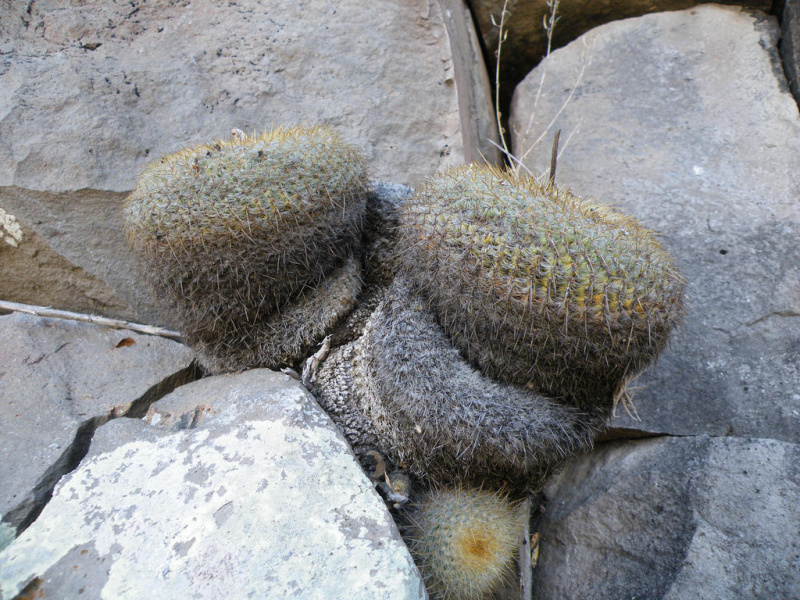 Файл:Mammillaria muehlenpfordtii 05.jpg