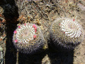 Mammillaria petterssonii 4h.jpg