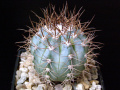 Melocactus azureus