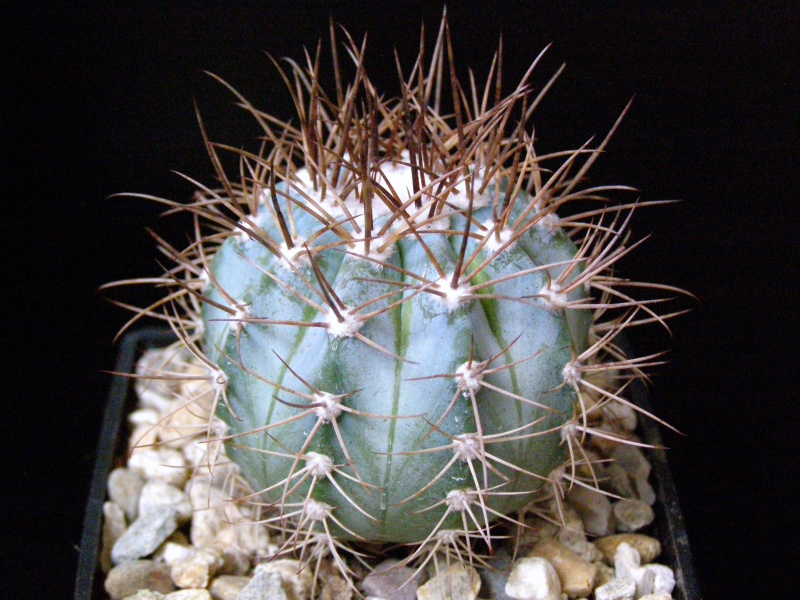 Файл:Melocactus azureus 2.JPG