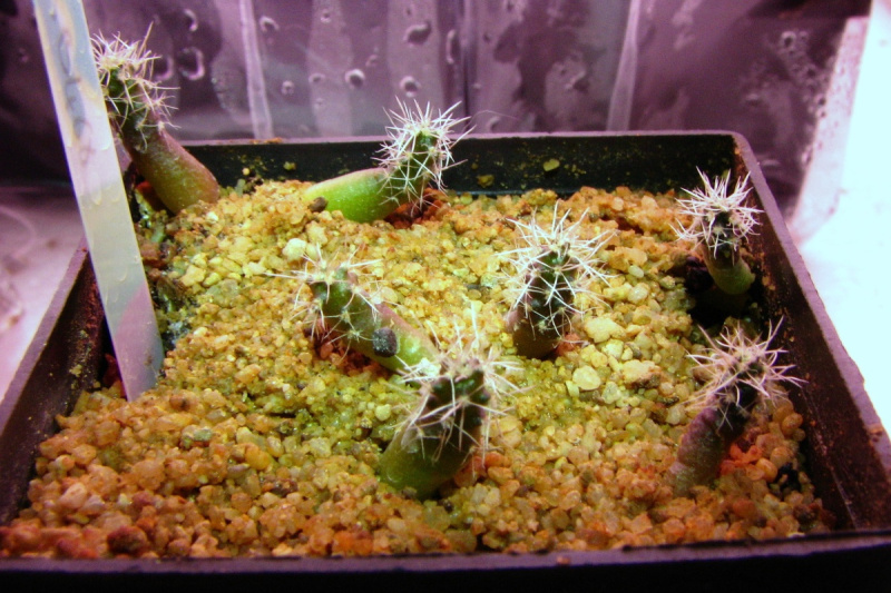 Файл:Navajoa peeblesianus ssp. fickeisenii SB468.jpg