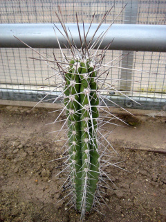 Stetsonia coryne 2.jpg