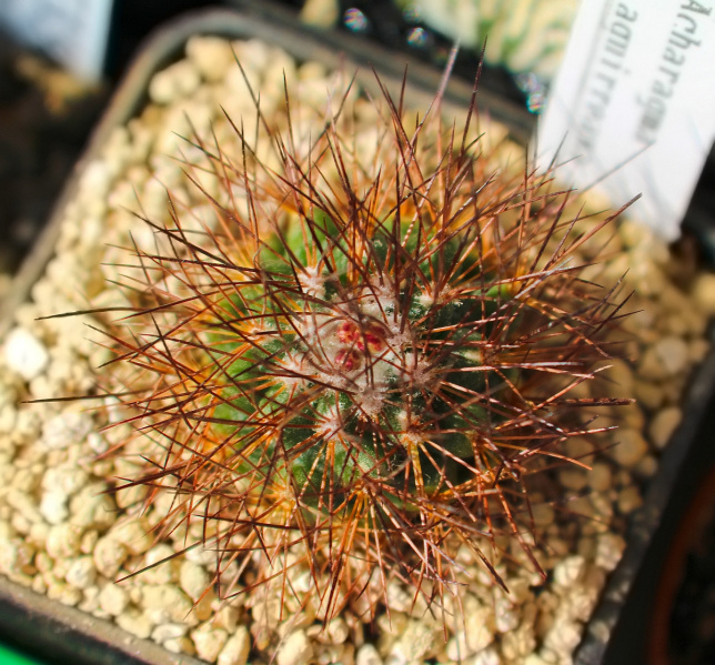 Файл:Acharagma aguirreanum 1.jpg