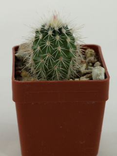 Echinocereus bristolii 0.jpg