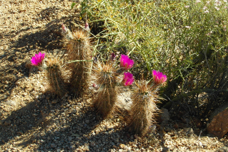 Файл:Echinocereus engelmannii 30.JPG