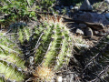 Echinopsis aurea ssp. aurea 11.JPG