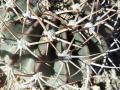 Echinopsis rojasii 2.JPG