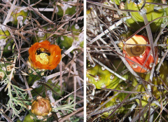 Maihueniopsis darwinii 1.jpg