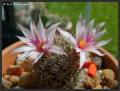 Mammillaria albicans ssp. fraileana 3.jpg
