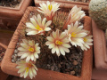 Mammillaria carretii 141.jpg