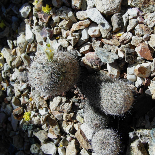 Файл:Mammillaria neopalmeri 4.JPG
