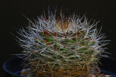 Mammillaria petrophila ssp. arida 151.jpg