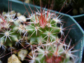 Mammillaria sonorensis 3.jpg