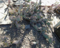 Opuntia macrocentra 67.JPG