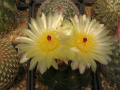 Parodia ottonis ssp. ottonis
