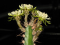 Peniocereus castellae 2.jpeg