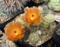 Pterocactus hickenii