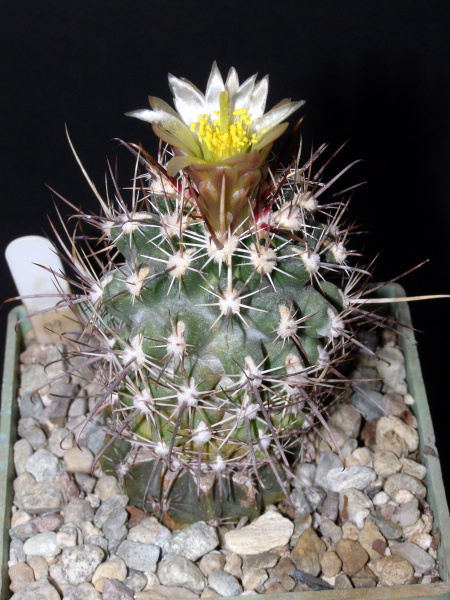 Файл:Sclerocactus wipplei ssp. wipplei.JPG