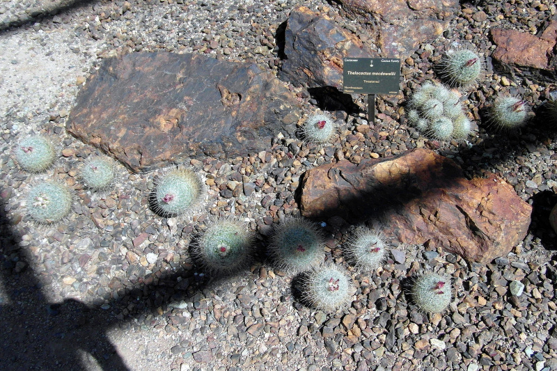 Файл:Thelocactus macdowellii 9.JPG