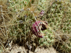 Tunilla soehrensii 61.JPG