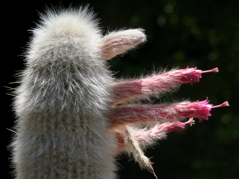 Файл:Cleistocactus straussii var. fricii 1.jpg