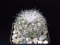 Copiapoa krainziana.jpg