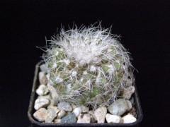 Copiapoa krainziana.jpg