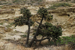 Cylindropuntia prolifera 1193.jpeg