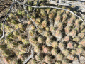 Echinocereus cinerascens ssp. tulensis 02.jpg