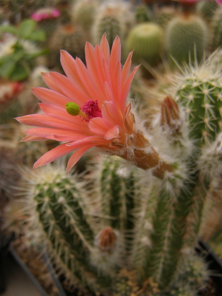 Файл:Echinocereus salm-dyckianus 3.jpg