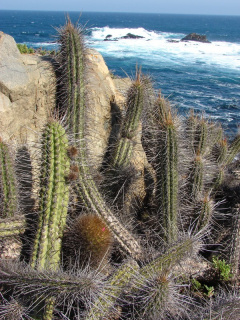 Eulychnia castanea 1.jpg